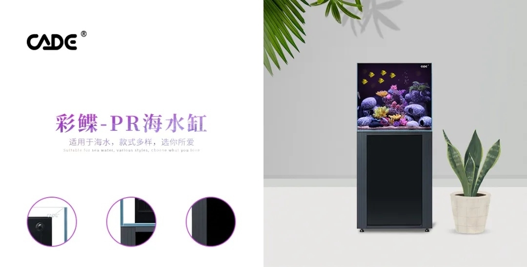 彩蝶—PR海水缸