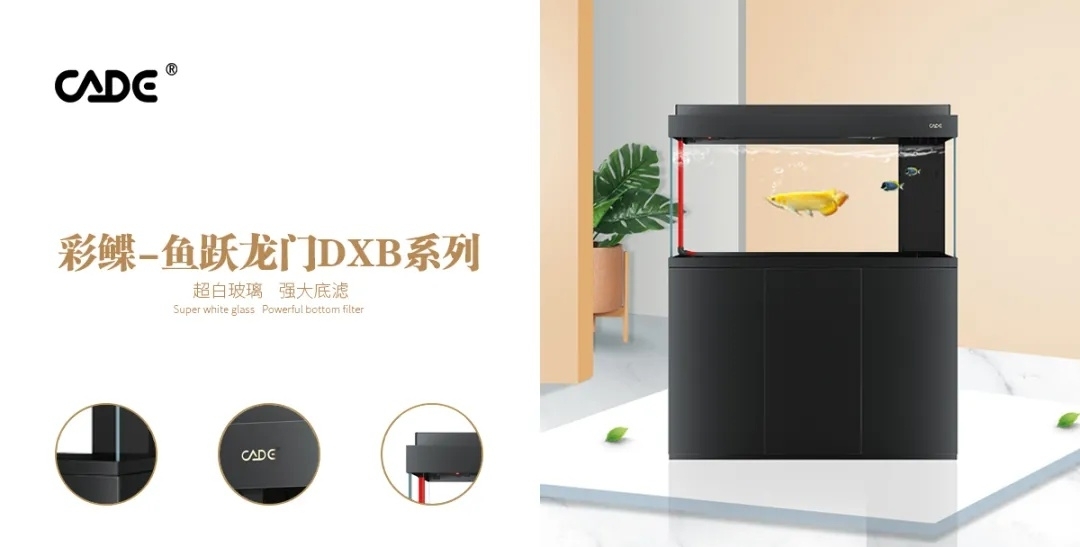 彩蝶—魚躍龍門DXB系列