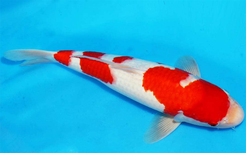 紅白錦鯉