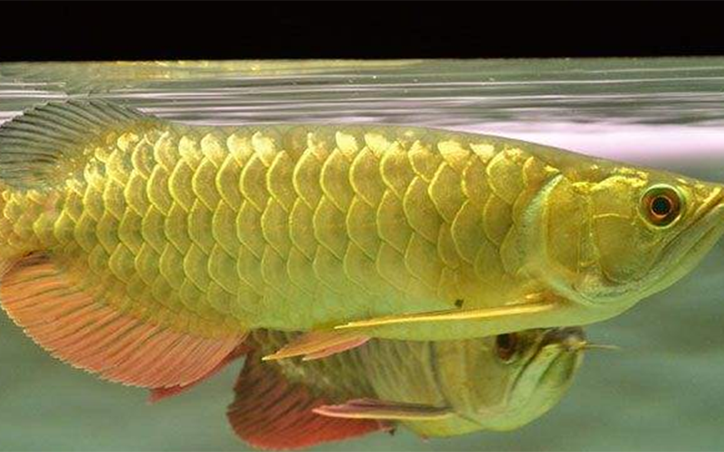 24k金頭過(guò)背