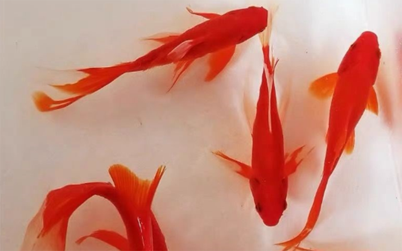 紅松錦鯉（純紅）