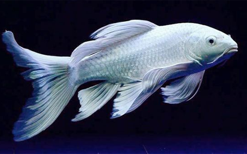 臺(tái)灣蝴蝶鯉